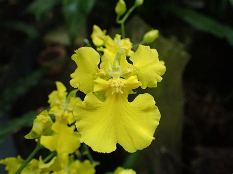 文心蘭種植|文心蘭花語是什麼？文心蘭價格、種植要點&促進開花的照顧方。